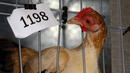 Генно модифицирани пилета не разнасят птичи грип