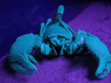 Разгадаха защо скорпионите светят под UV светлина