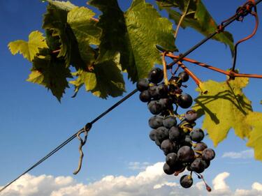 Расте износът на български вина