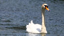 Лебеди на слънчеви бани край Варна