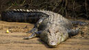 Семейство откри огромен крокодил в хола си