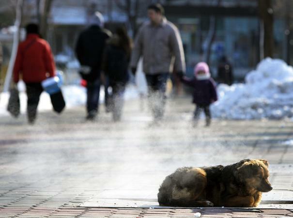 Студът не подмина и Румъния