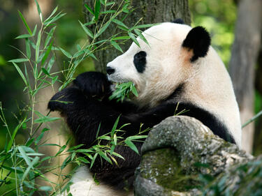 Китай и САЩ скрепиха новите договори с панди 
