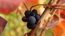 Нови правила във винопроизводството