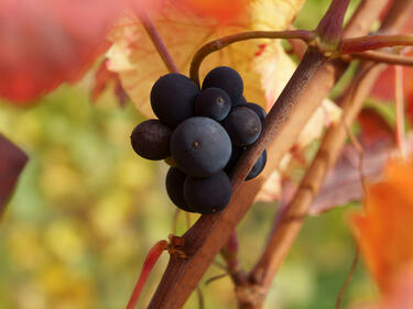 Нови правила във винопроизводството