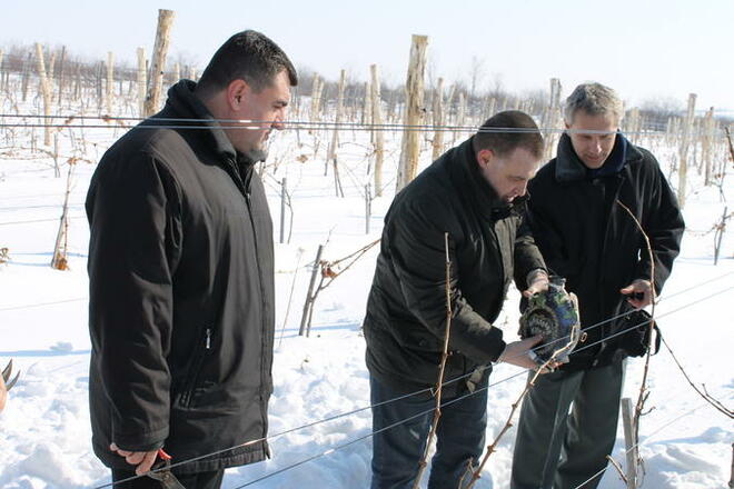 С малко, но нагоре – произвеждаме повече вино през 2011 година