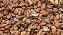 Кот Д`Ивоар готви забрана за износа на какао