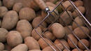 Спряха вноса на близо 19 тона картофи от Полша