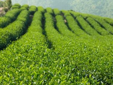 ЕК предлага общи правила за вредните емисии от селското стопанство