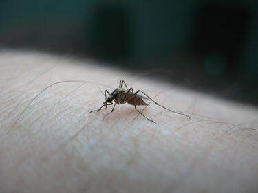 Генномодифицирани комари в борба срещу тропическата треска