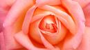 Български рози цъфнаха в опиумните полета на Афганистан