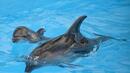 Пазят делфините ни с ултразвукови устройства
