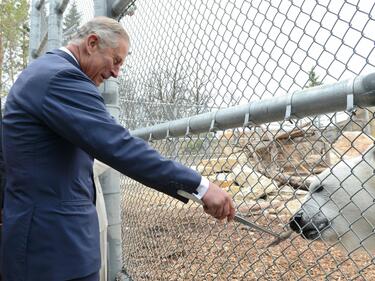 Принц Чарлз с черна прогноза: Пандемията от коронавирус ще бледнее пред климатичната криза