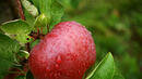 Ябълки за жизненост и дълъг живот