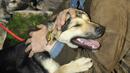 Осиновяват бездомни кучета в Бургас