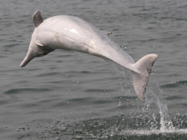 Започват проверка за намерените мъртви делфини край Равда