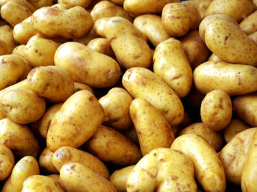 Нямало внос на заразени картофи в България
 