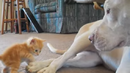 Какво се случва, когато питбул срещне малко коте (ВИДЕО)
