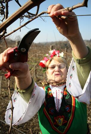 Жена в национална носия ритуално зарязва лозето 