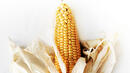 България забранява ГМО царевицата*