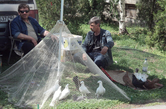 Изложба на гълъби, декоративни птици и животни в Силистра