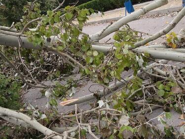 Дърво падна в Южния парк, пострадали за щастие няма