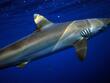 Друсани с кокаин акули плуват край бреговете на Бразилия