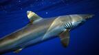 Друсани с кокаин акули плуват край бреговете на Бразилия