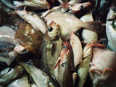 Възстановява се популацията на рибите след екокатастрофа в „Чокльово блато“