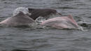 Правят статистика за броя на делфини в Черно море