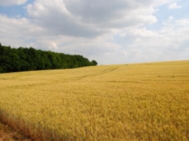 Зърнопроизводителите се опасяват от обратното начисление на ДДС