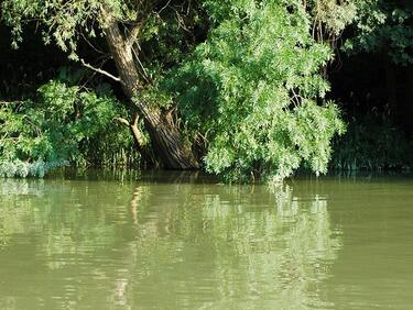 Водите на река Чепеларска са вече чисти