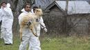 Няма шап в общините Царево, Варвара и Ахтопол