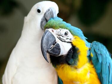 Разкриха опит за контрабанда на папагалчета от България в Турция 