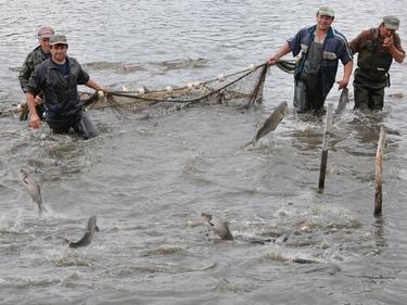 Иззеха бракониерски мрежи за улов на калкан край Калиакра