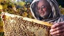 Пчеларите излизат на Национален протест срещу пестицидите