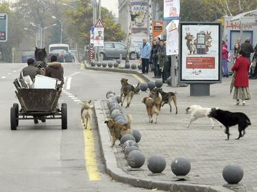 В "Пирогов" оперират нахапания от кучета възрастен мъж