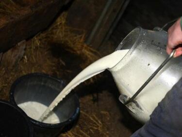 Стартира схемата за контрол на договорите за изкупуване на млякото