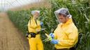 ГМО - ябълката на раздора в преговорите между САЩ и ЕС