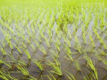 Китай стимулира производството на ориз