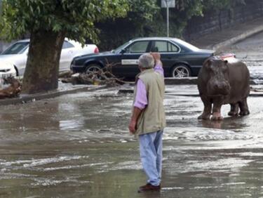 Адска буря в Тбилиси уби 11 души, освободи хищниците от зоопарка