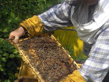 Приемат заявления за подпомагане по пчеларската програма 