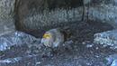 Появи се египетски лешояд във Врачанския балкан