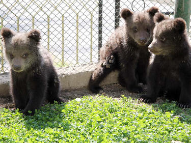 Специалисти от Швейцария преглеждат обитателите на добричкия зоопарк