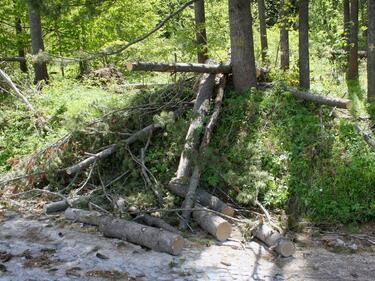 Дърво премаза дървосекач в Самоков