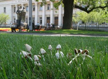 "Вълшебни" гъбки растат на воля пред Народната библиотека
