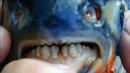 Риба с човешки зъби стряска посетителите на езеро в САЩ  