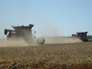 Най-високи добиви от пшеница в Плевенско засега
