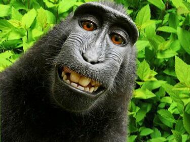 Защитници на животните искат маймуна, направила си селфи, да получи авторски права върху него 