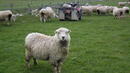 Овце звънят по телефона, когато ги подгони крадец